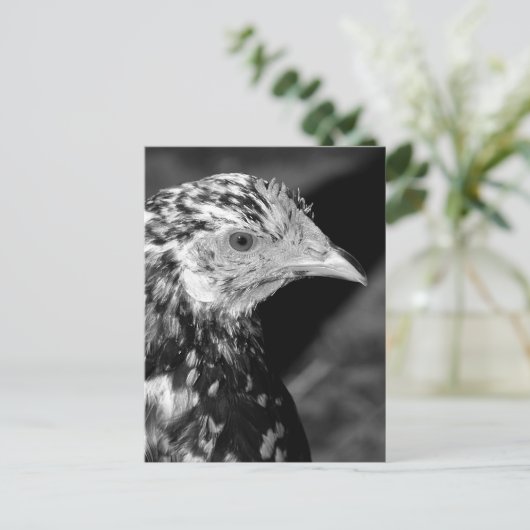 Ancona Hen Briefkaart (Staand voorkant)