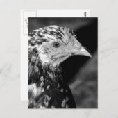 Ancona Hen Briefkaart (Voorkant / Achterkant)