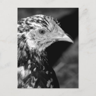 Ancona Hen Briefkaart