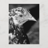 Ancona Hen Briefkaart (Voorkant)