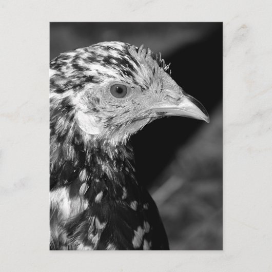 Ancona Hen Briefkaart (Voorkant)