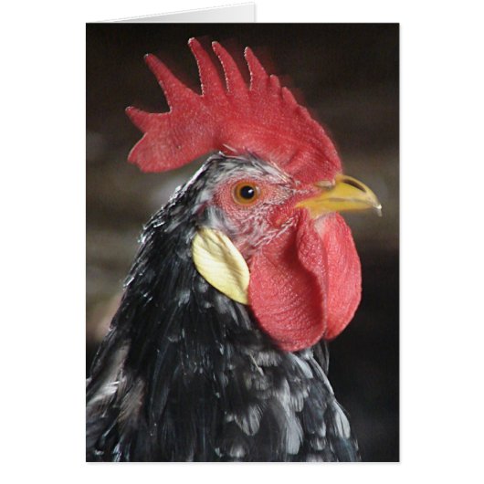 Ancona Roo (Voorkant)