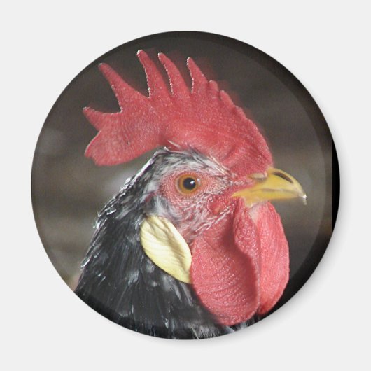 Ancona Roo Magneet (Voorkant)