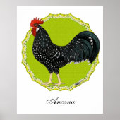 Ancona Rooster Poster (Voorkant)