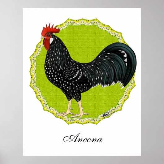 Ancona Rooster Poster (Voorkant)