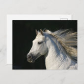 Andalucian Stallion Headshot Mane stromend Briefkaart (Voorkant / Achterkant)