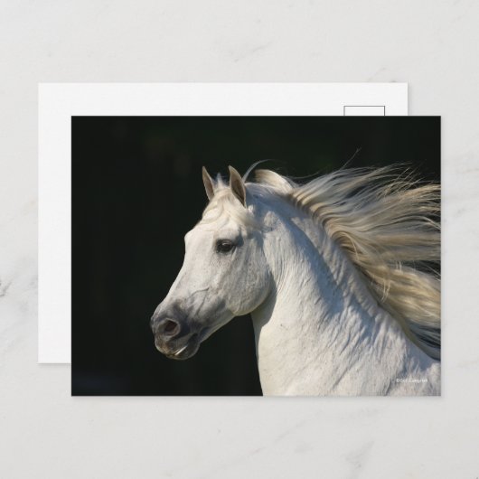 Andalucian Stallion Headshot Mane stromend Briefkaart (Voorkant / Achterkant)