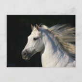 Andalucian Stallion Headshot Mane stromend Briefkaart (Voorkant)