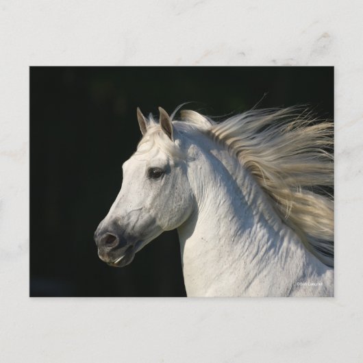 Andalucian Stallion Headshot Mane stromend Briefkaart (Voorkant)