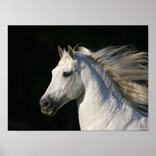 Andalucian Stallion Headshot Mane stromend Poster (Voorkant)