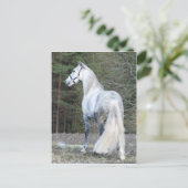 Andalusiaans 2 briefkaart (Staand voorkant)