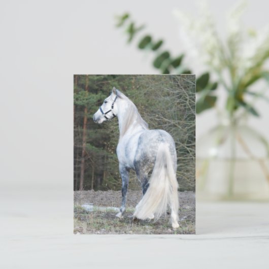 Andalusiaans 2 briefkaart (Staand voorkant)