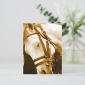 Andalusiaans Briefkaart (Staand voorkant)