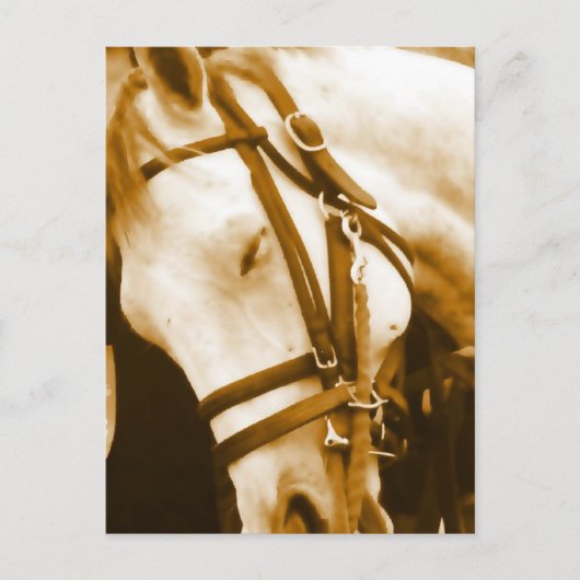 Andalusiaans Briefkaart (Voorkant)