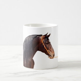 andalusiaanse hengst wit koffiemok