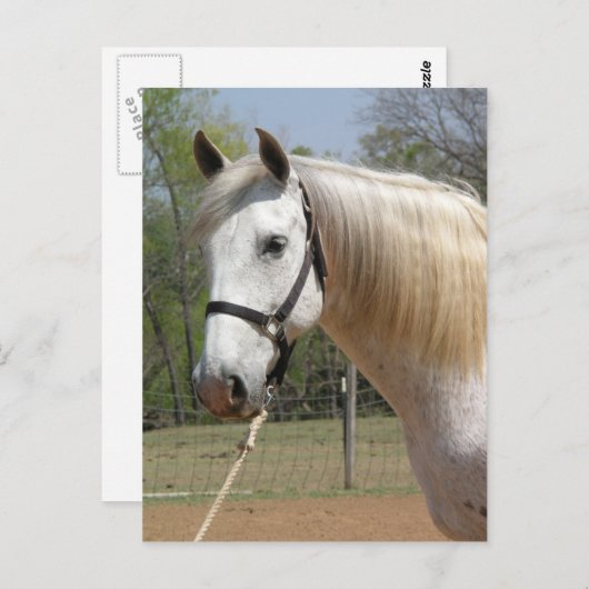 ANDALUSIAN HORSE HEAD MORISCO BRIEFKAART (Voorkant / Achterkant)