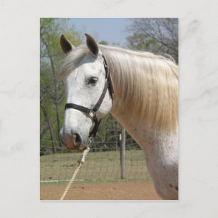 ANDALUSIAN HORSE HEAD MORISCO BRIEFKAART