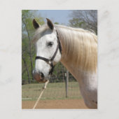 ANDALUSIAN HORSE HEAD MORISCO BRIEFKAART (Voorkant)