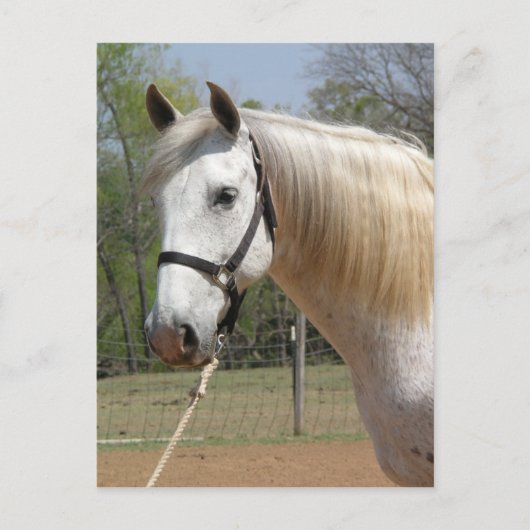 ANDALUSIAN HORSE HEAD MORISCO BRIEFKAART (Voorkant)