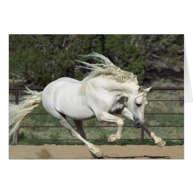 Andalusië Stallion onderweg, PR (Voorkant Horizontaal)