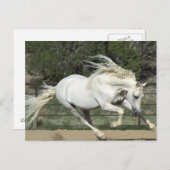 Andalusië Stallion onderweg, PR Briefkaart (Voorkant / Achterkant)