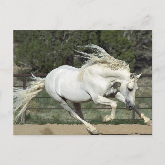 Andalusië Stallion onderweg, PR Briefkaart (Voorkant)