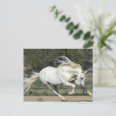 Andalusië Stallion onderweg, PR Briefkaart (Staand voorkant)