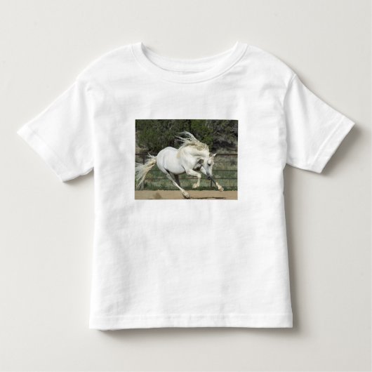 Andalusië Stallion onderweg, PR Kinder Shirts (Voorkant)