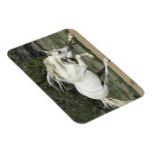 Andalusië Stallion onderweg, PR Magneet (Rechterzijde)