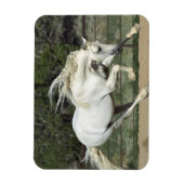 Andalusië Stallion onderweg, PR Magneet (Verticaal)