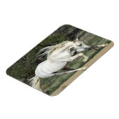 Andalusië Stallion onderweg, PR Magneet (Linkerzijde)