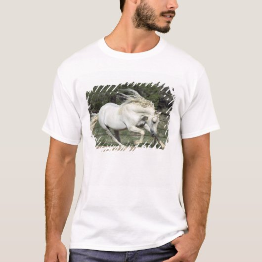 Andalusië Stallion onderweg, PR T-shirt (Voorkant)