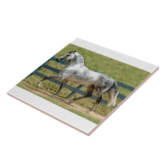 Andalusië Stallion Trotting Tegeltje (Zijkant)