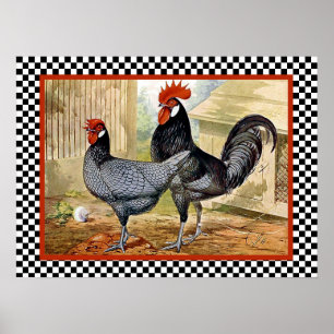 Andalusische kippen in Boerderij Poster