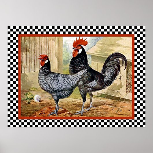Andalusische kippen in Boerderij Poster (Voorkant)