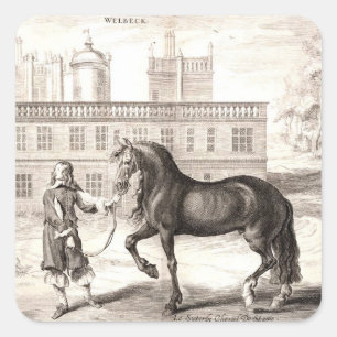 Andalusische PRE Paard  Gravure Fine Art Vierkante Sticker