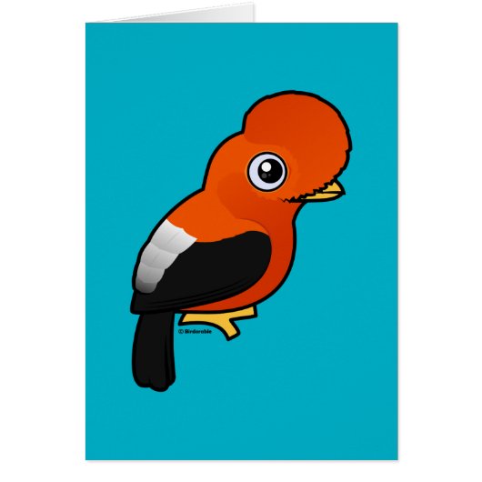 Andean Cock-of-the-rock (Voorkant)