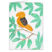 Andean CockOfTheRock (Rupicola peruvianus)