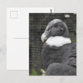 Andean Condor Briefkaart (Voorkant / Achterkant)
