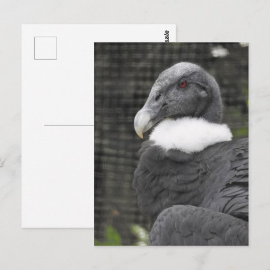 Andean Condor Briefkaart (Voorkant / Achterkant)