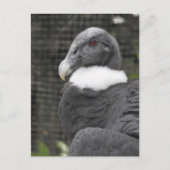 Andean Condor Briefkaart (Voorkant)