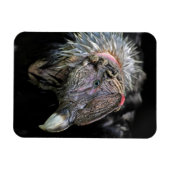 Andean Condor Male Magneet (Horizontaal)