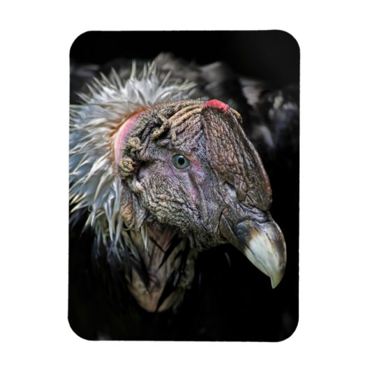 Andean Condor Male Magneet (Verticaal)