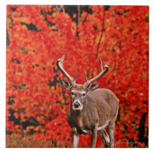 Andere gangbare naam: Virginia hert. Nabar meer Tegeltje