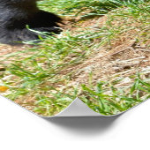 Andesbeer dat op het briefkaart T-Shirt Coff van g Poster (Hoek)