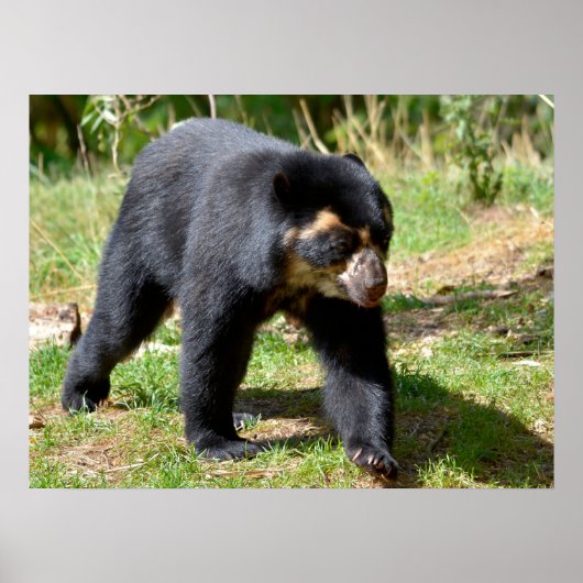 Andesbeer dat op het briefkaart T-Shirt Coff van g Poster (Voorkant)