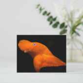 Andescock-of-the-rock Briefkaart (Staand voorkant)