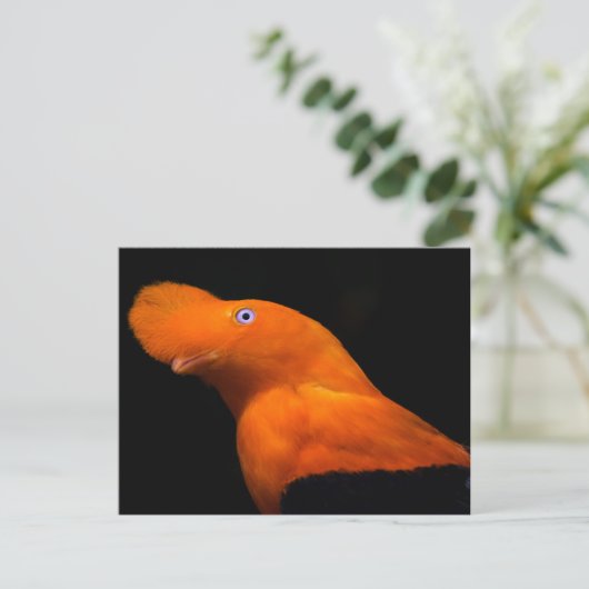 Andescock-of-the-rock Briefkaart (Staand voorkant)