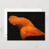 Andescock-of-the-rock Briefkaart (Voorkant / Achterkant)