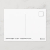 Andescock-of-the-rock Briefkaart (Achterkant)